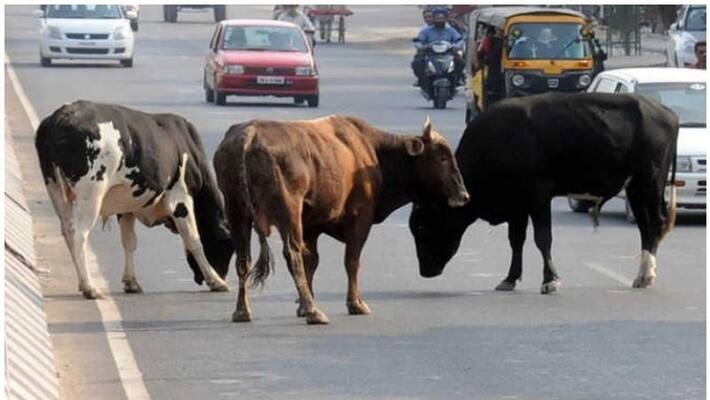 stray cows destroy grass planted in median as part of city beautification in muvattupuzha stray cows destroy grass planted in median as part of city beautification in muvattupuzha