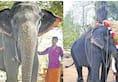 Female elephant disguised male temple ritual Kerala due to shortage