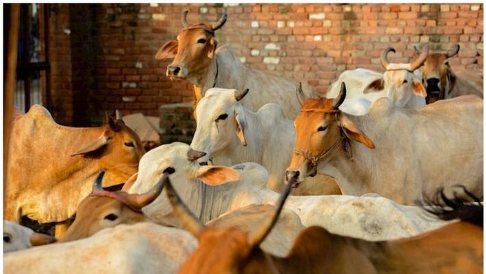Man Accused Of Carrying Beef Attacked With Hammer In Gurgaon Cops Watch BSS Man Accused Of Carrying Beef Attacked With Hammer In Gurgaon Cops Watch BSS