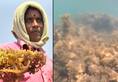 Tamil Nadu: Pollutants in water put coral reef, seaweed at stake