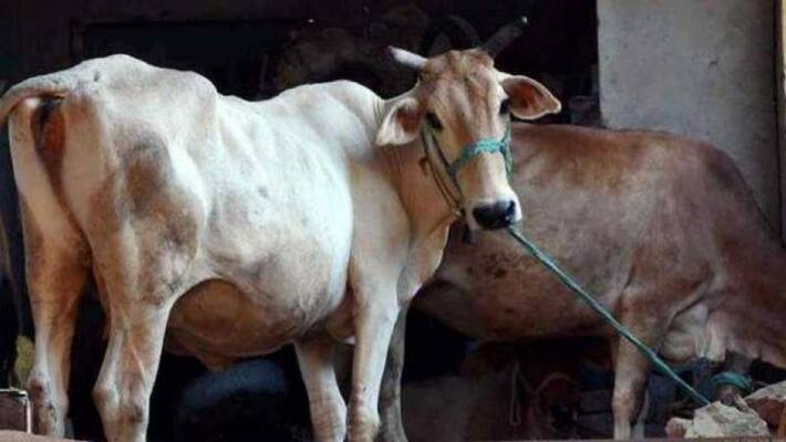 Ayodhya Man held for raping cows at shelter Ayodhya Man held for raping cows at shelter