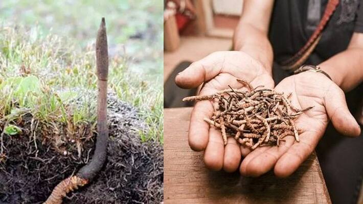 8, Including Toddler, Die Collecting "Himalayan Viagra" In Nepal 8, Including Toddler, Die Collecting "Himalayan Viagra" In Nepal
