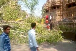 Peepal tree fell down on a temple