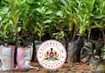 Karnataka govt-run nurseries offer 13.74 lakh saplings, vow to increase green cover