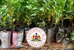 Karnataka govt-run nurseries offer 13.74 lakh saplings, vow to increase green cover