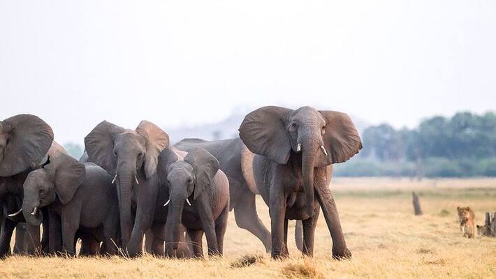 Elephant attack on Crops in Hassan Elephant attack on Crops in Hassan