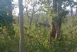 Elephant terror on dehradun highway