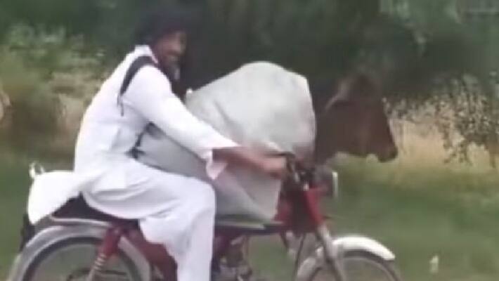 A video of a man from Pakistan riding his motorbike with a cow sitting on the fuel tank A video of a man from Pakistan riding his motorbike with a cow sitting on the fuel tank