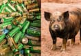Pig steals beer cans; gets drunk, fights with cow (Video)