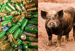 Pig steals beer cans; gets drunk, fights with cow (Video)