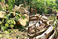 Bengaluru 6 days after pre monsoon mayhem uprooted trees still lie streets city