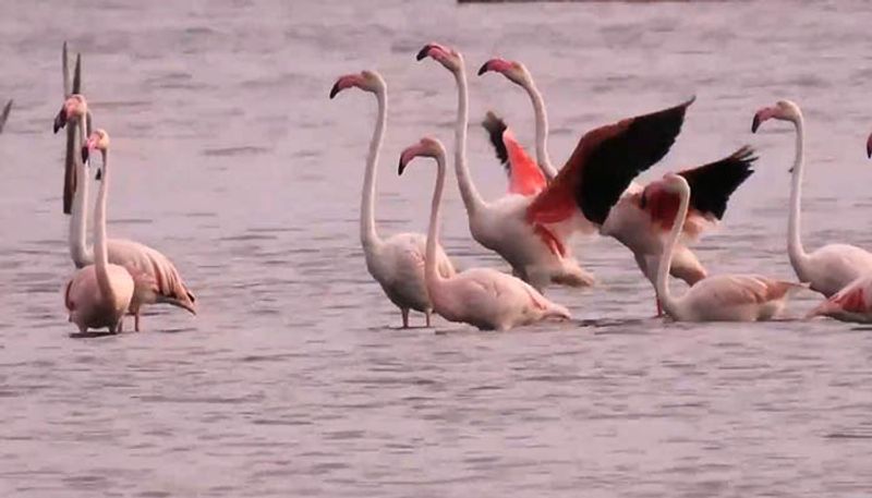 ಗುಜರಾತ್ನ ರಣ್ ಆಫ್ ಕಚ್ ಮತ್ತು ರಾಜಸ್ಥಾನದ ಸಂಭರ್ ಸರೋವರದಿಂದ ಫ್ಲೆಮಿಂಗೊಗಳು ಆಗಮಿಸುತ್ತವೆ.
