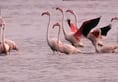 Sri Lanka Flamingos fly from Iran Russia feed shallow water
