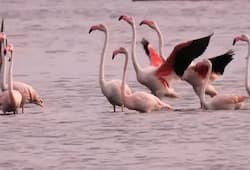 Sri Lanka Flamingos fly from Iran Russia feed shallow water