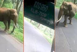 Karnataka: Watch what happened when elephant tried to attack bus in Nagarahole