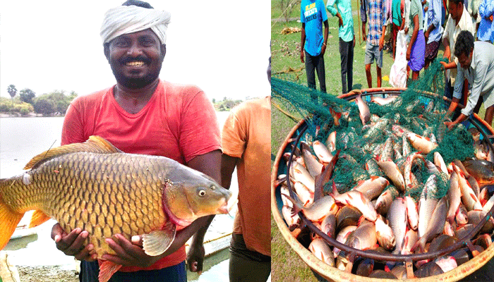 ktr praises Fisheries sector, over Telangana reaches a milestone in fish production ktr praises Fisheries sector, over Telangana reaches a milestone in fish production