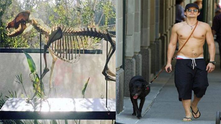 Orlando Bloom reveals he has his beloved dog Sidi's SKELETON Orlando Bloom reveals he has his beloved dog Sidi's SKELETON