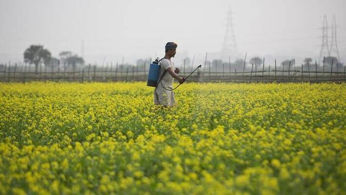 Gujarat Farmers Suffer From Grasshopper Gujarat Farmers Suffer From Grasshopper