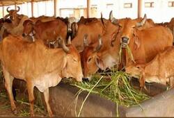 Andhra Pradesh: 100 cows found dead in private gaushala in Vijayawada