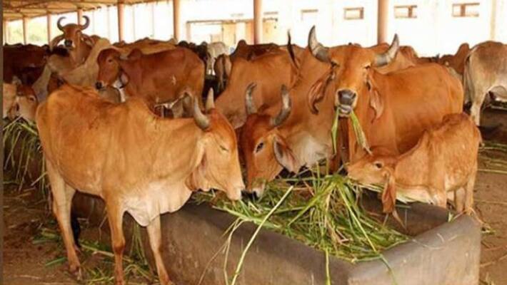 No Growth In Nitish Kumar Assets Except In Cowshed No Growth In Nitish Kumar Assets Except In Cowshed