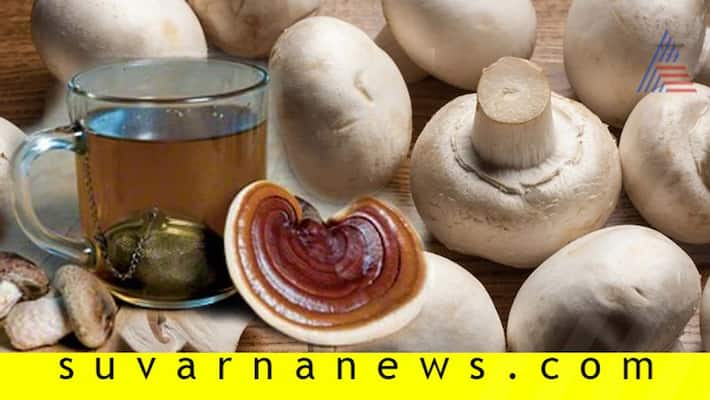 Why Mushroom tea is good for health like black and green tea Why Mushroom tea is good for health like black and green tea