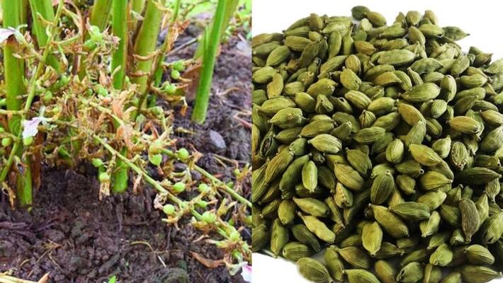 Cardamom price decreases to 35 years backs price, huge crisis for farmers and merchants Cardamom price decreases to 35 years backs price, huge crisis for farmers and merchants