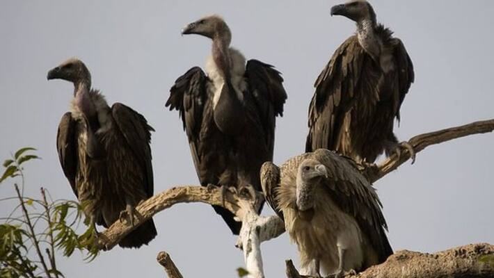 Telangana seeks vultures from Maharashtra for captive breeding - bsb Telangana seeks vultures from Maharashtra for captive breeding - bsb