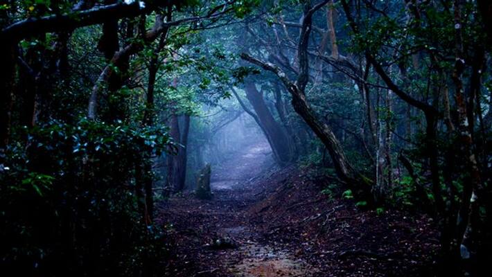 are there ghosts in tree at night or why is it not good to sleep under a tree at night skr are there ghosts in tree at night or why is it not good to sleep under a tree at night skr