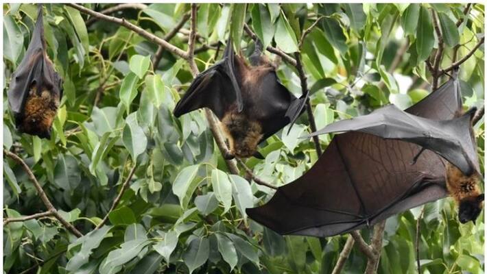 12-year-old boy dies of Nipah virus in Kozhikode 12-year-old boy dies of Nipah virus in Kozhikode
