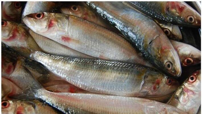 Experts to discuss the decrease of sardine in seas Experts to discuss the decrease of sardine in seas