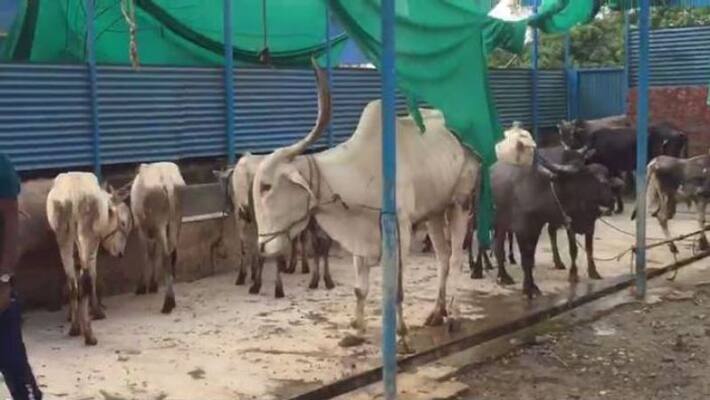 26 Cattle Dies Due To Skin Disease In Chamarajanagar district gvd 26 Cattle Dies Due To Skin Disease In Chamarajanagar district gvd