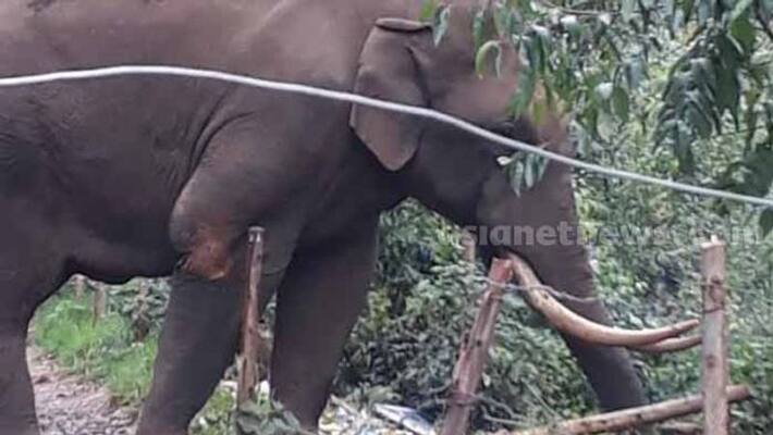 youth dies in wild elephant attack youth dies in wild elephant attack