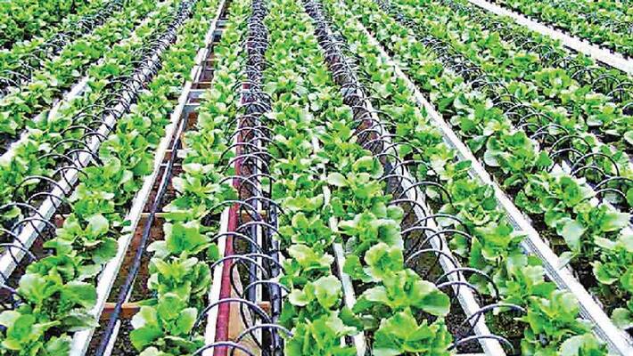 Karnataka Govt To Introduce Israel Model Agriculture Soon Karnataka Govt To Introduce Israel Model Agriculture Soon