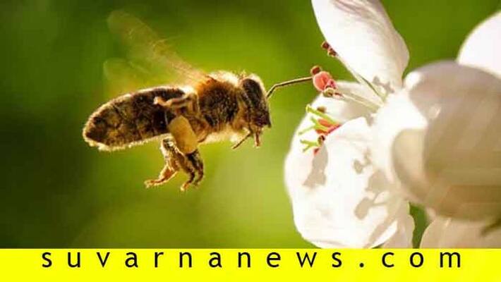 6 Ways to remove a beehive from your home 6 Ways to remove a beehive from your home