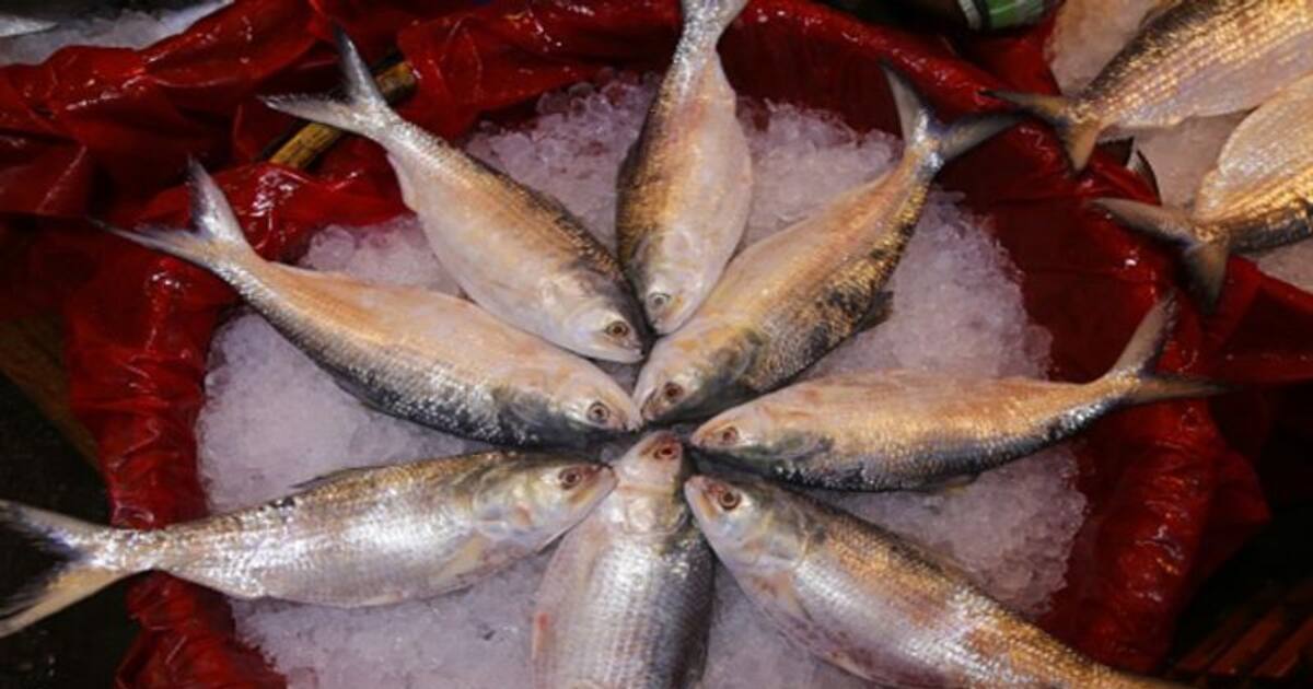 Know Ilish fish price per kg in Kolkata, Delhi, Bengaluru, Mumbai and more