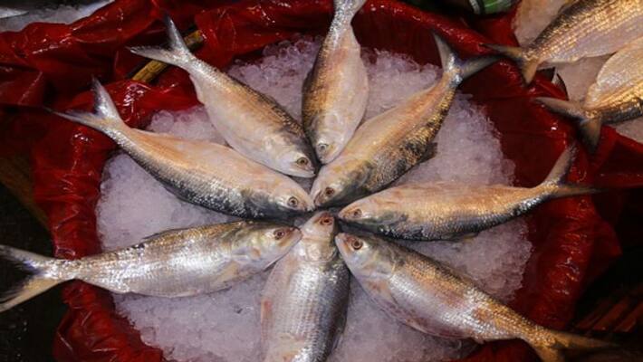 West Bengal traders wanted 2 thousand tons of hilsa from Bangladesh for durga puja bsm West Bengal traders wanted 2 thousand tons of hilsa from Bangladesh for durga puja bsm