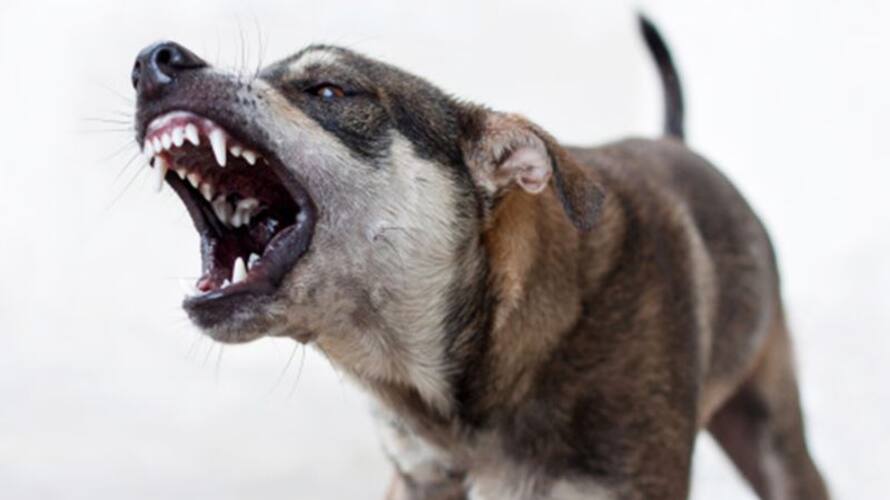 Stray dog attack in Idukki Stray dog attack in Idukki