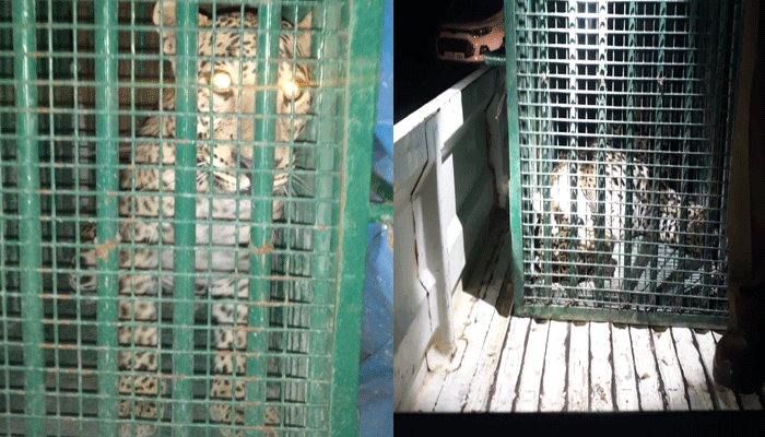 Leopard spotted in ICRISAT Hyderabad, forest dept trapped that today Leopard spotted in ICRISAT Hyderabad, forest dept trapped that today
