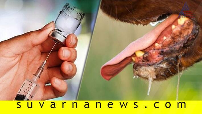 Shortage Of Anti Rabies Vaccine In Karnataka Shortage Of Anti Rabies Vaccine In Karnataka