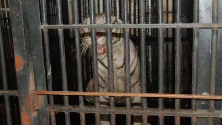 A new tiger came to Alipore Zoo A new tiger came to Alipore Zoo