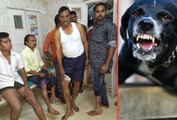 Dog attacks continue in Karnataka: 20 injured in Hubballi; 6 sheep killed in Kolar