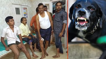 Dog attacks continue in Karnataka: 20 injured in Hubballi; 6 sheep killed in Kolar