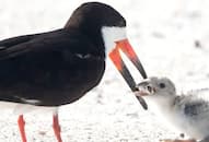 Viral: Black skimmer bird feeds baby chick cigarette butt