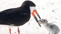 Viral: Black skimmer bird feeds baby chick cigarette butt