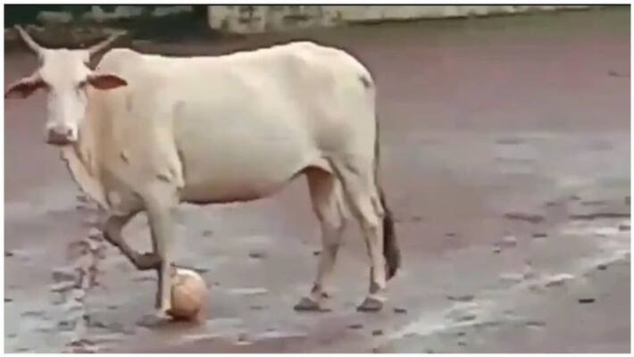 cow is playing football cow is playing football