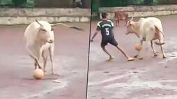 Cow plays football with boys in Goa netizens praise Cownaldo