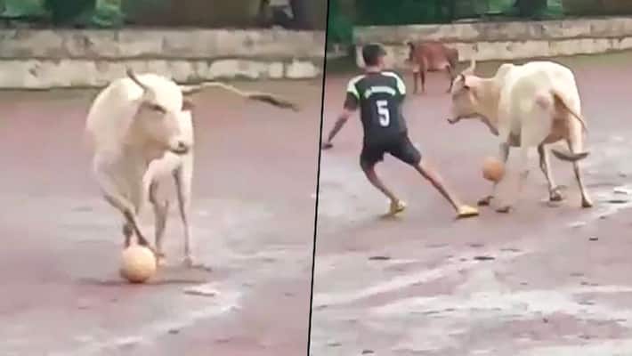 Cristiano RonalCow: Harsha Bhogle Tweets Video of Cow Playing Football and Netizens Crakup Cristiano RonalCow: Harsha Bhogle Tweets Video of Cow Playing Football and Netizens Crakup