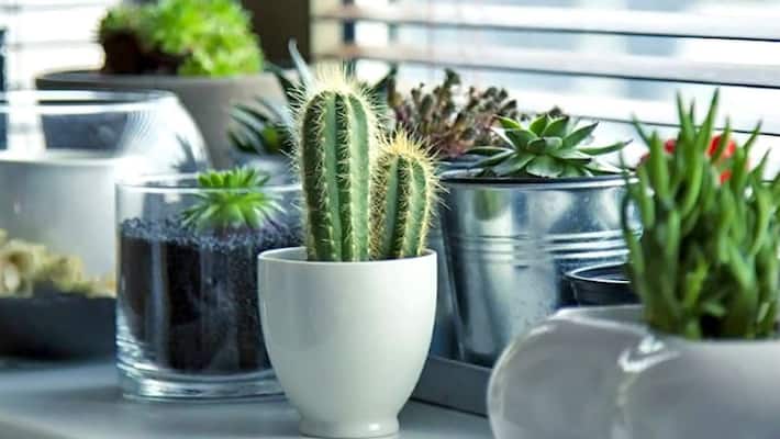 Know why we should not have plants with thorns Know why we should not have plants with thorns
