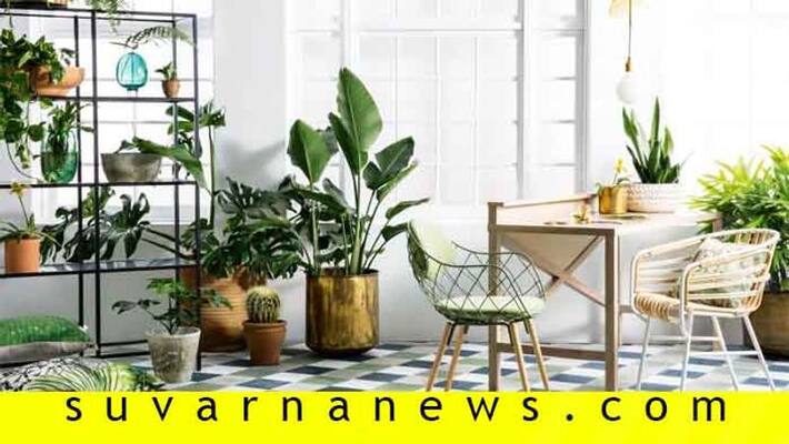 These house plants need almost zero sunlight These house plants need almost zero sunlight