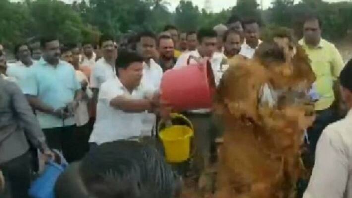 Congress MLA Nites Rane Arrested For Mud Attack On Engineer Congress MLA Nites Rane Arrested For Mud Attack On Engineer
